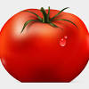 675x543 slicer coloring tomato slice page hicoloringpages 1000x1193 vegetables tomato vegetable coloring pages kids 2087x1613 cherry tomato coloring page images garden with tomatoes 1