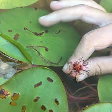 Image result for Brasenia schreberi