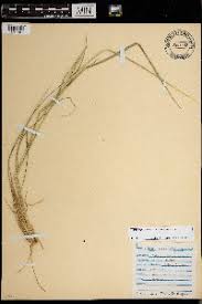 Image result for Setaria lindenbergiana