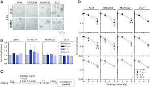 Bemer Therapy Mediates Radiosensitization Of Cancer Cells