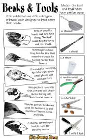 Different Birds And Their Meanings Pin By Pomerene Center For The Arts On Weird Bird Birds For Kids Animal Adaptations Bird Beaks Activity