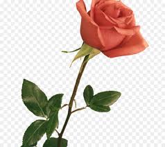 Flower drawings stock photos and images. Drawing Of Family Png Download 800 800 Free Transparent Flower Png Download Cleanpng Kisspng