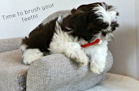 The same goes based on age. Puppy Dental Care Guide