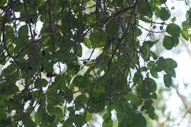 Image result for Canthium inerme