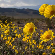 She says death valley hasn't seen such a wide array of flowers in about 50 years — blue pendants of desert lupine and tiny purple chias growing in clumps, golden california poppies scattering all over hillsides. Rare Superbloom Blankets Death Valley In Millions Of Yellow Wildflowers Wild Flowers The Guardian
