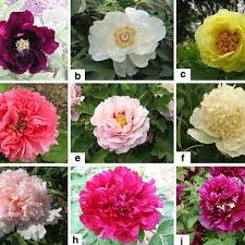 The peonies are the delight of my spring garden. Examples Of Tree Peony Flower Form And Flower Color A Single Form Download Scientific Diagram