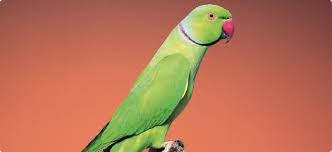 Parrots, also known as psittacines (/ ˈ s ɪ t ə s aɪ n z /), are the 402 species of birds that make up the order psittaciformes, found in most tropical and subtropical regions, of which 387 are extant.the order is subdivided into three superfamilies: Indian Ringneck Parakeet Animal Pest Alert Agriculture And Food