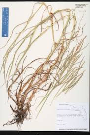 Image result for Hemarthria