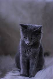 pin auf m katzenkinder