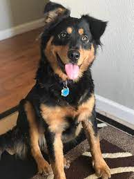 Rottweiler Border Collie Mix Petfinder