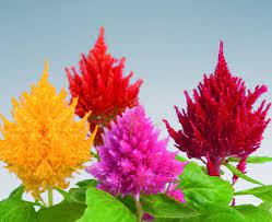 Celosia Plumosa Glorious Mix Plants Plant Seedlings Celosia Plant