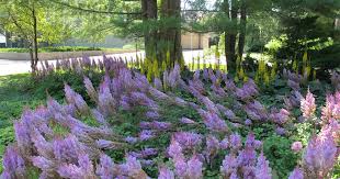 Hi susan, while many perennials enjoy sun, there are certainly some great plants that prefer partial shade. Hoerr Schaudt Tips For Shade Garden Planting Design