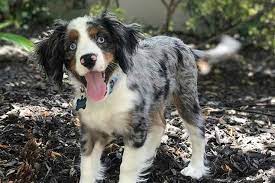 Check spelling or type a new query. The Australian Shepherd Cocker Spaniel Mix Cotralian Facts Information