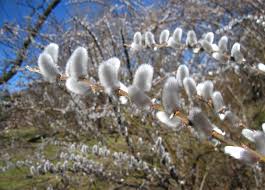 What flowering trees stay small. 8 Cold Climate Flowering Shrubs And Small Trees For Early Spring Gardenista