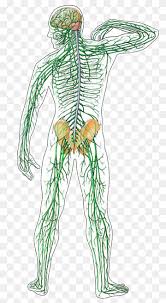 The human body has a central nervous system and a peripheral nervous system. The Brain Of The Human Brain Nervous System Nerve Human Organization Png Pngwing
