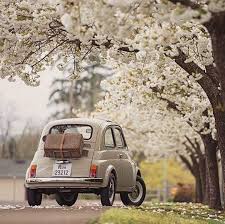 All I Would Need For A Little Trip To The Countryside Fiat Fiat 500 Cute Cars