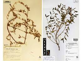 Image result for Malvaceae subfamily Grewioideae