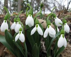 Snowdrops have been known sinc. Loving Giant Snowdrops Garden Design