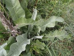 Image result for Centaurea praecox