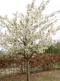 Your cherry tree will bloom with white flowers every spring. Blushing Bride Flowering Cherry Trees For Sale Online View Now