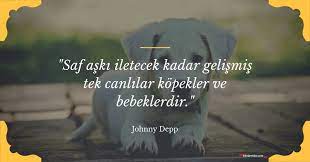 kopek ile ilgili sozler kopek ile ilgili guzel sozler sozumsoz kopek guzel soz sadakat