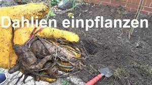 Normalerweise ist dies etwa nach den eisheiligen der fall. Dahlien Pflanzen Dahlien Einpflanzen Dahlienknollen Einpflanzen Pflanzen Youtube
