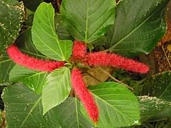 Image result for Acalypha ambigua