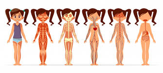 Digital visualization of human anatomy. Free Vector Girl Body Anatomy Cartoon Medical Female Human Body Structure Of Muscular