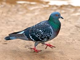 Why are bird eggs different colors and shapes? Which Bird Quiz Britannica