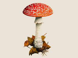 The owners of this garden have cast a spell to temporarily freeze time because they are unable to visit fairyland for a while. Garden Mushroom Identifier Bbc Gardeners World Magazine