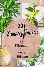 Pflanzen Fur Grosse Raume Xxl Zimmerpflanzen Pflanzen Zimmerpflanzen Grosse Pflanzen