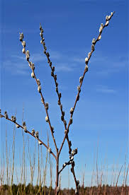 Image result for Vandellia humilis