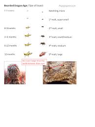 Bearded Dragon Food Chart Feeding Baby Bearded