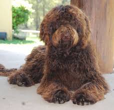 The Beautiful Ellie One Of My Best Friends Labradoodle Puppies Dogs And Puppies