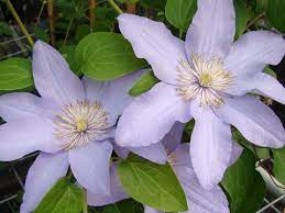Clematis 'sizaia ptitsa' not available: Clematis Silver Moon Brushwood Nursery Clematis Specialists