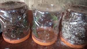 Cara beternak kroto yang pertama adalah menyiapkan koloni semut rangrang yang bisa didapat dari alam atau lebih praktis lagi jika anda membelinya dari petani lain. Ternak Kroto Pemula Youtube