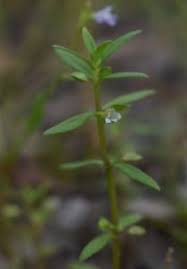 Image result for Bacopa floribunda