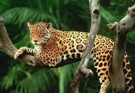 Resultado de imagen para jaguar mexicano
