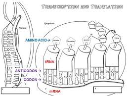 The following diagram shows how different codons code for different amino acids. Protein Synthesis The Making Of Protein Quick Protein Review A Chain Of Amino Acids Is A Protein Protein Is A Macromolecule Or Polymer Proteins An Ppt Download