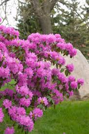 Joan (wick) thompson, 87, of duluth, mn passed away on august 27, 2021 at solvay hospice house. Rhododendron P J M Group A Garden Center Duluth Minnesota Plants Trees Shrubs Flowers Annuals Perennials
