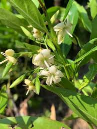 Image result for Kraussia floribunda