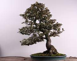 Ikebana is japans bloemschikken of japanse bloemschik kunst. Where To The Art Of Ikebana And Bonsai Belong My Science School