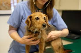 Animal hospital of mebane provides the best veterinarian services and animal care with services that include, but are not limited to: Our Veterinarians Animal Hospital Of Peak Plaza Apex Nc