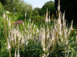 Buy culver root for sale. Veronica Virginica Virginischer Ehrenpreis Kandelaber Ehrenpreis