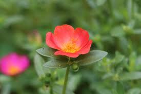 Image result for Portulaca