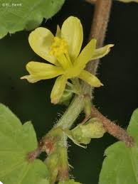 Image result for Corchorus aestuans