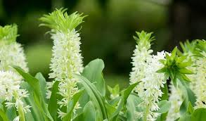 Image result for Eucomis autumnalis