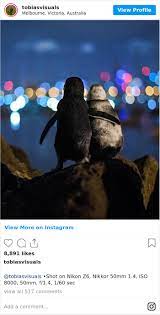A photo of two penguins cuddling up while watching the bright lights of the melbourne skyline has won an international award after the photographer revealed the heartbreaking story of loss behind the image. Photographer Captures A Shot Of Two Widowed Penguins Overlooking The Melbourne Skyline Together Bored Panda