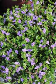 Image result for Scaevola