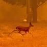 New French Law Proposal Seeks to Shield Wildlife from Climate Disasters